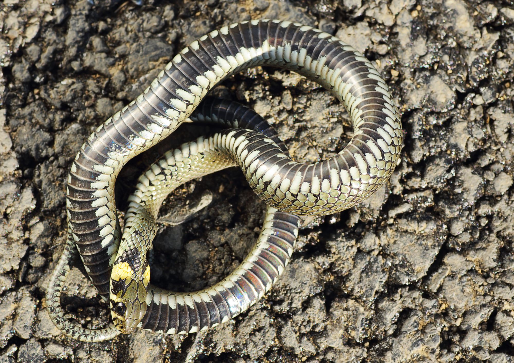 La tanatosi: quando gli animali fingono di essere morti per sopravvivere