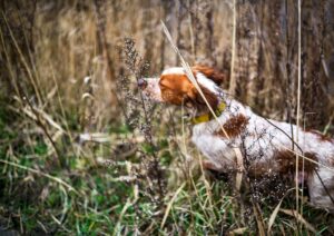Cane morde persona: responsabilità del proprietario anche se slegato e senza vaccini