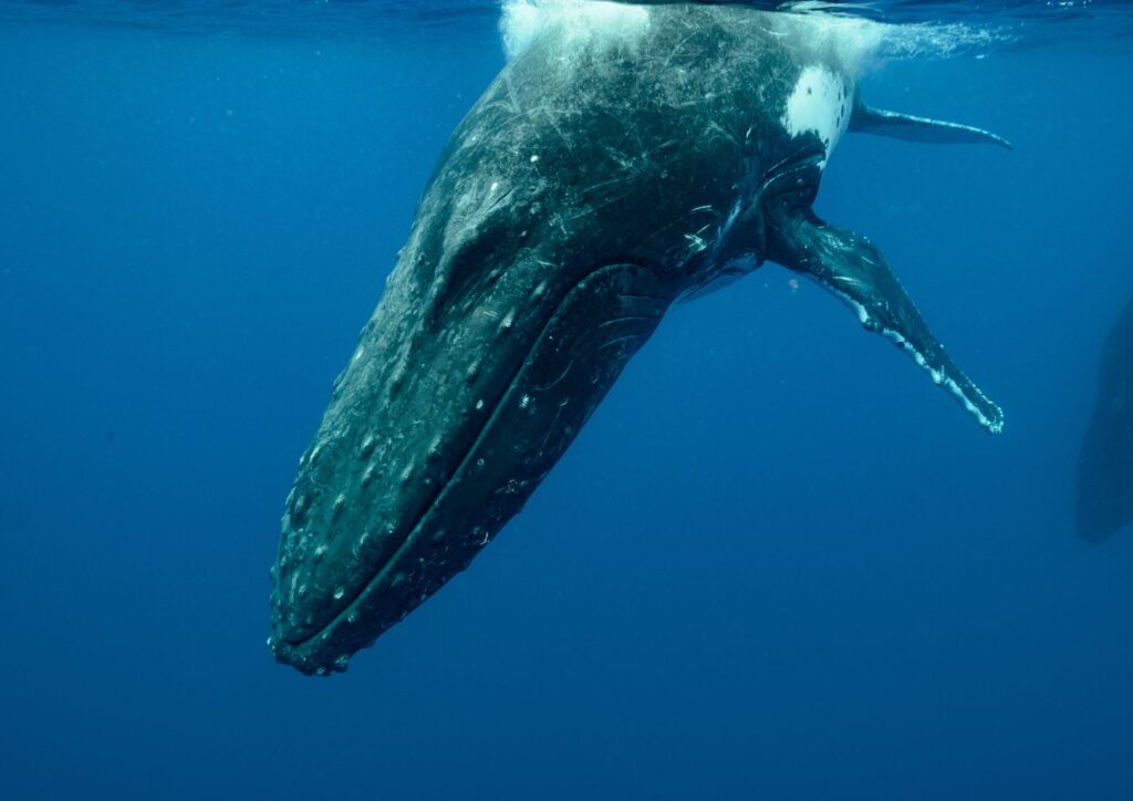 Dal micromondo degli esseri viventi alla balena gigante: un viaggio tra l’animale più piccolo e quello più grande della Terra