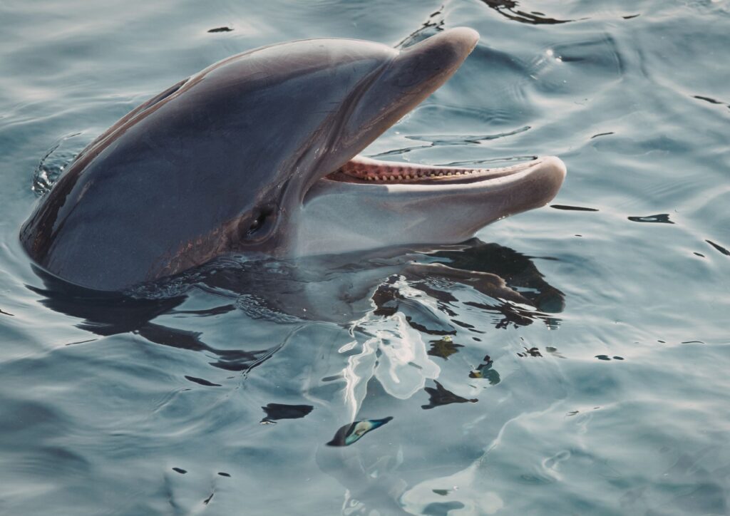 Le abitudini più curiose dei delfini: si chiamano per nome e dormono “a metà”