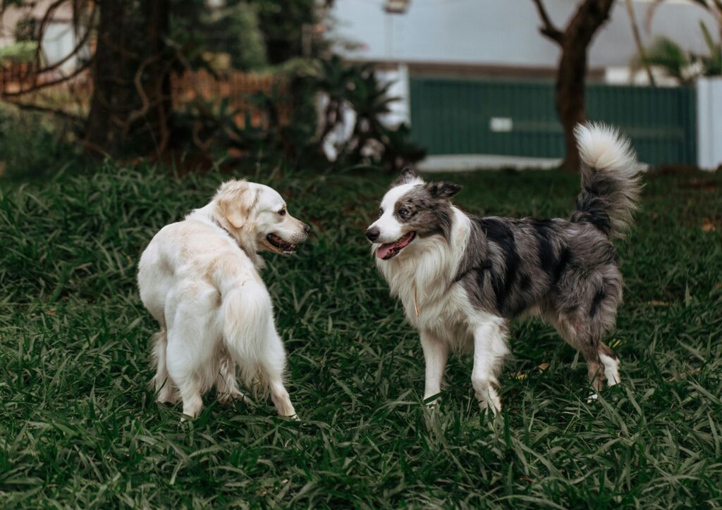 Cane che abbaia troppo: cosa fare e cosa prevede la legge nei rapporti tra vicini