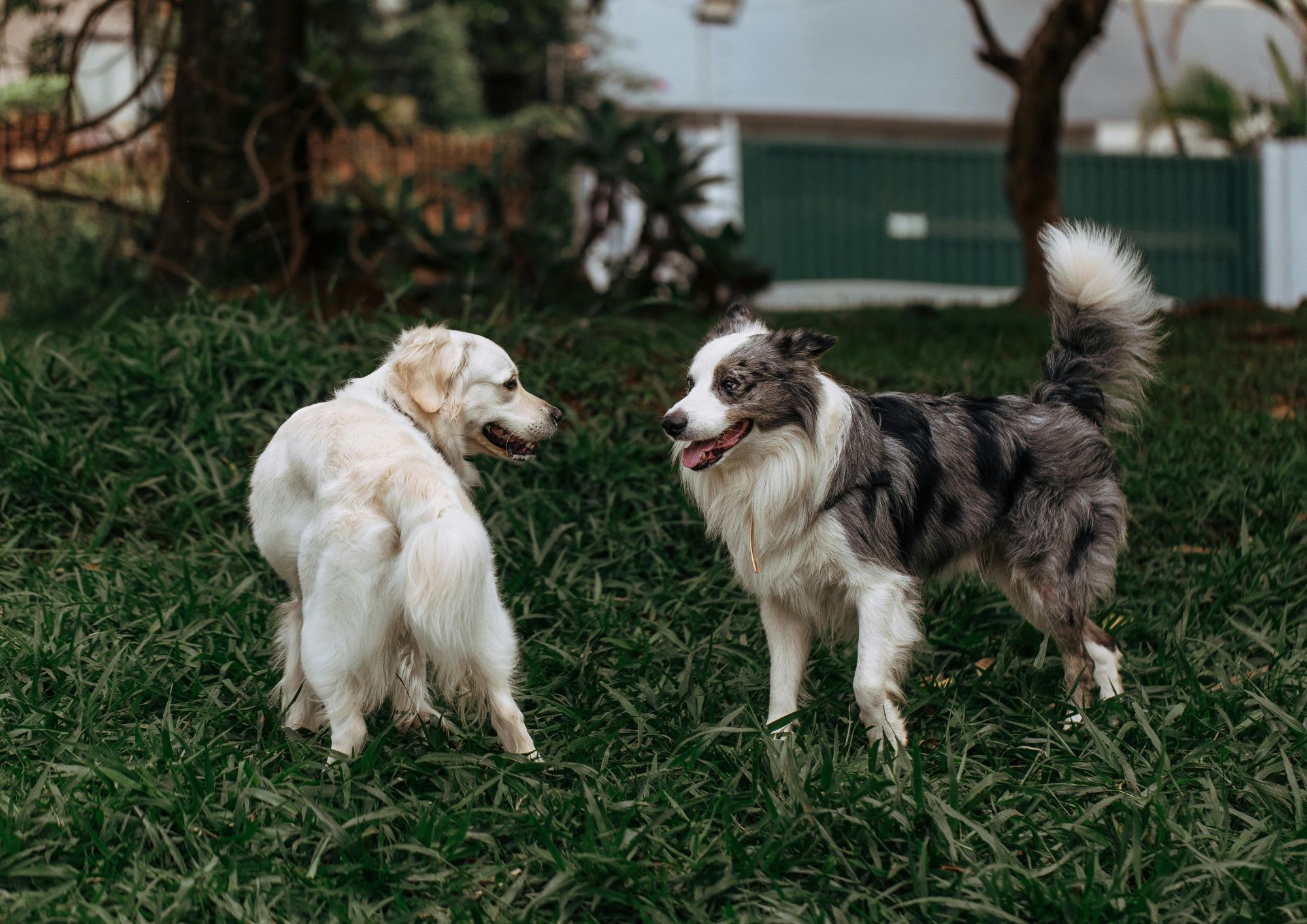Cane che abbaia troppo: cosa fare e cosa prevede la legge nei rapporti tra vicini