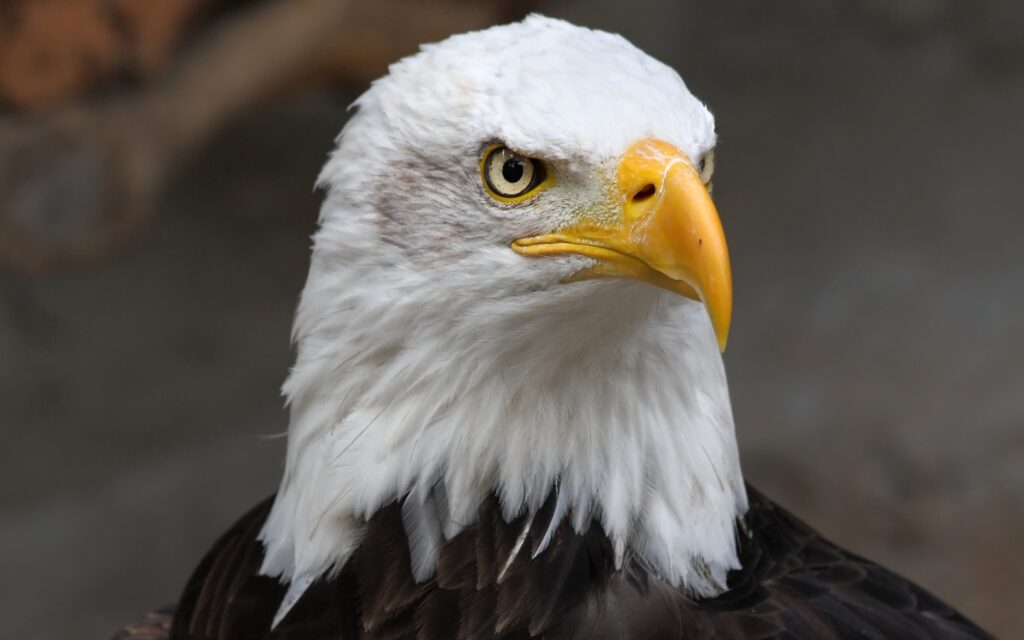 L’aquila di mare testa bianca: quando una specie torna a volare