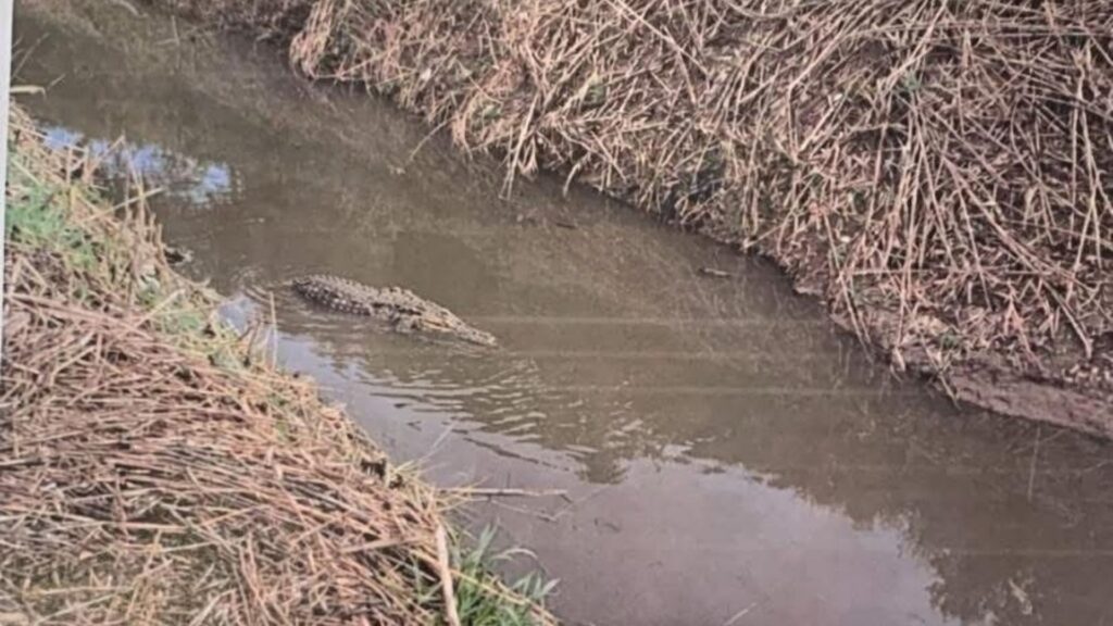 Avvistato un alligatore a Capaccio Paestum: scattano monitoraggio e recupero