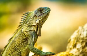 Protezione degli animali esotici: la Ue introduce regole più severe