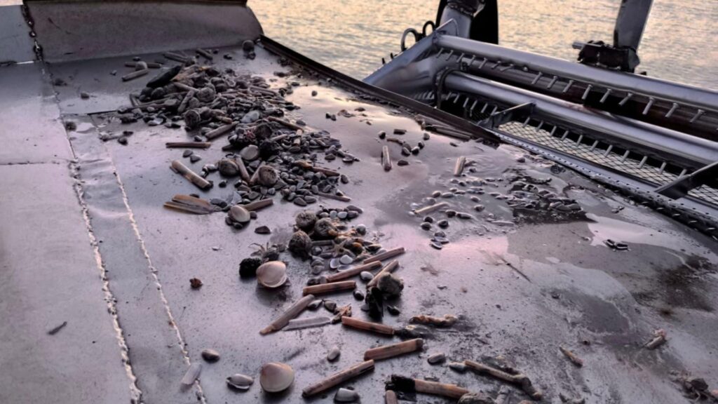 Cannolicchi in pericolo di estinzione sulla costa salernitana: Genenvet studia le cause