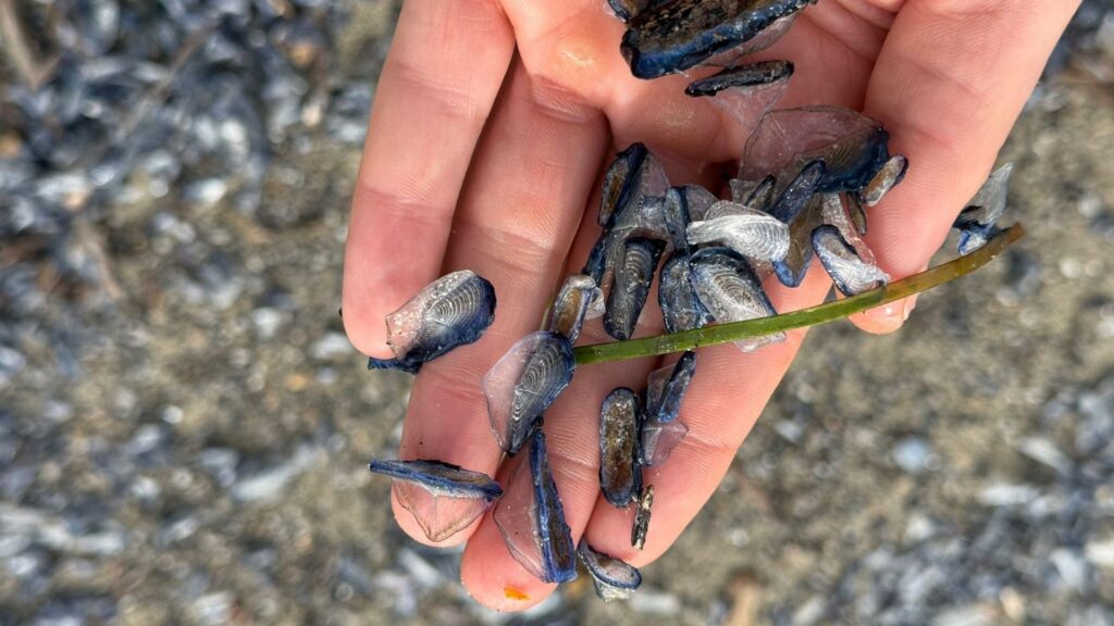 Cilento, misteriosa striscia blu lungo le spiagge dopo il maltempo