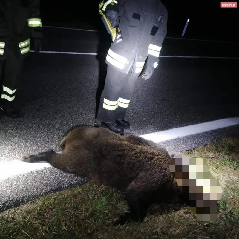 Cinghiale attraversa la Cilentana: travolto da un’auto in corsa