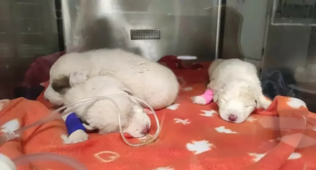 Roscigno: tre cuccioli avvelenati, la denuncia di una cittadina