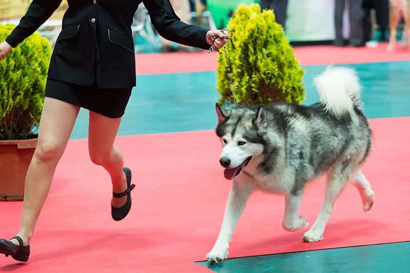 In Sardegna un grande raduno cinofilo sotto l’egida dell’Enci: esposizioni e razze in vetrina