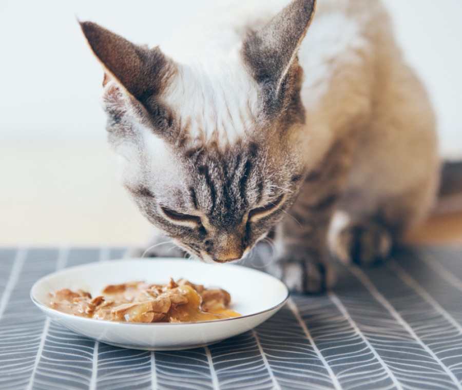 Snack fatti in casa per gatti: gustosi e salutari