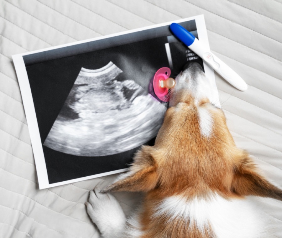 Neonati in casa con cane o gatto: come preparare una convivenza serena fin dal primo giorno