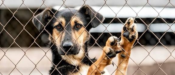 Adozione degli animali domestici: cosa prevede la legge italiana