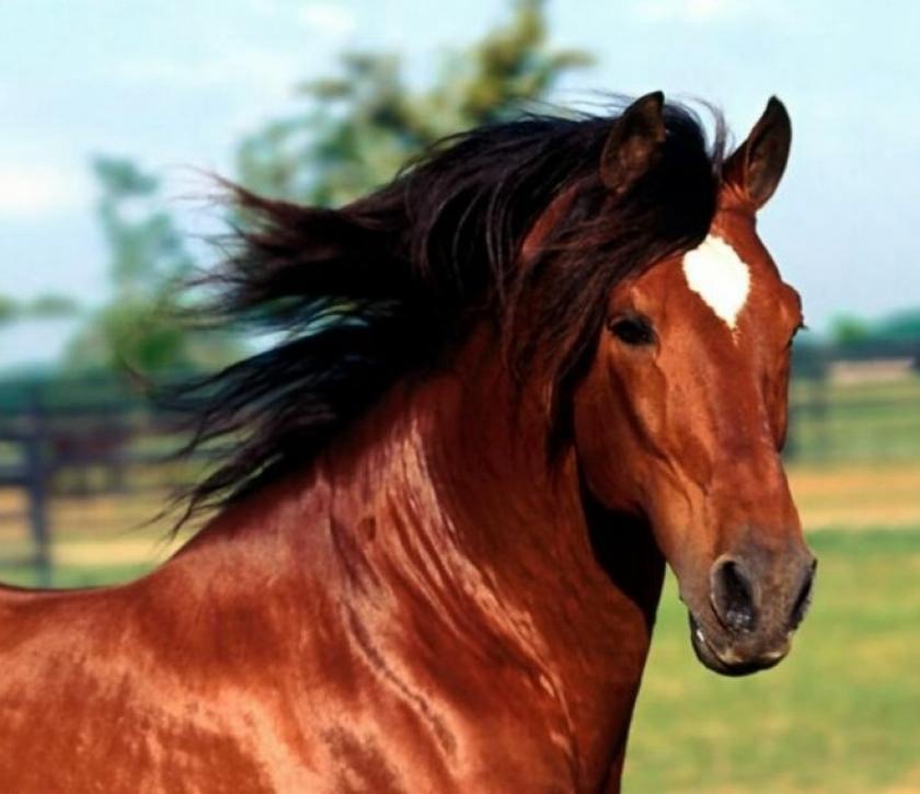 Carne di cavallo, al via in Parlamento l’esame sul divieto di macellazione