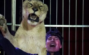 Addio agli animali per il Circo Orfei, nuova era per la storica famiglia circense