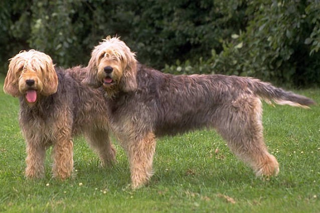 Otterhound, il gigante gentile tra le razze canine meno conosciute