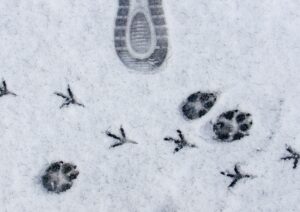 Animali selvatici e legge: cosa si può (e non si può) fare per aiutarli in inverno