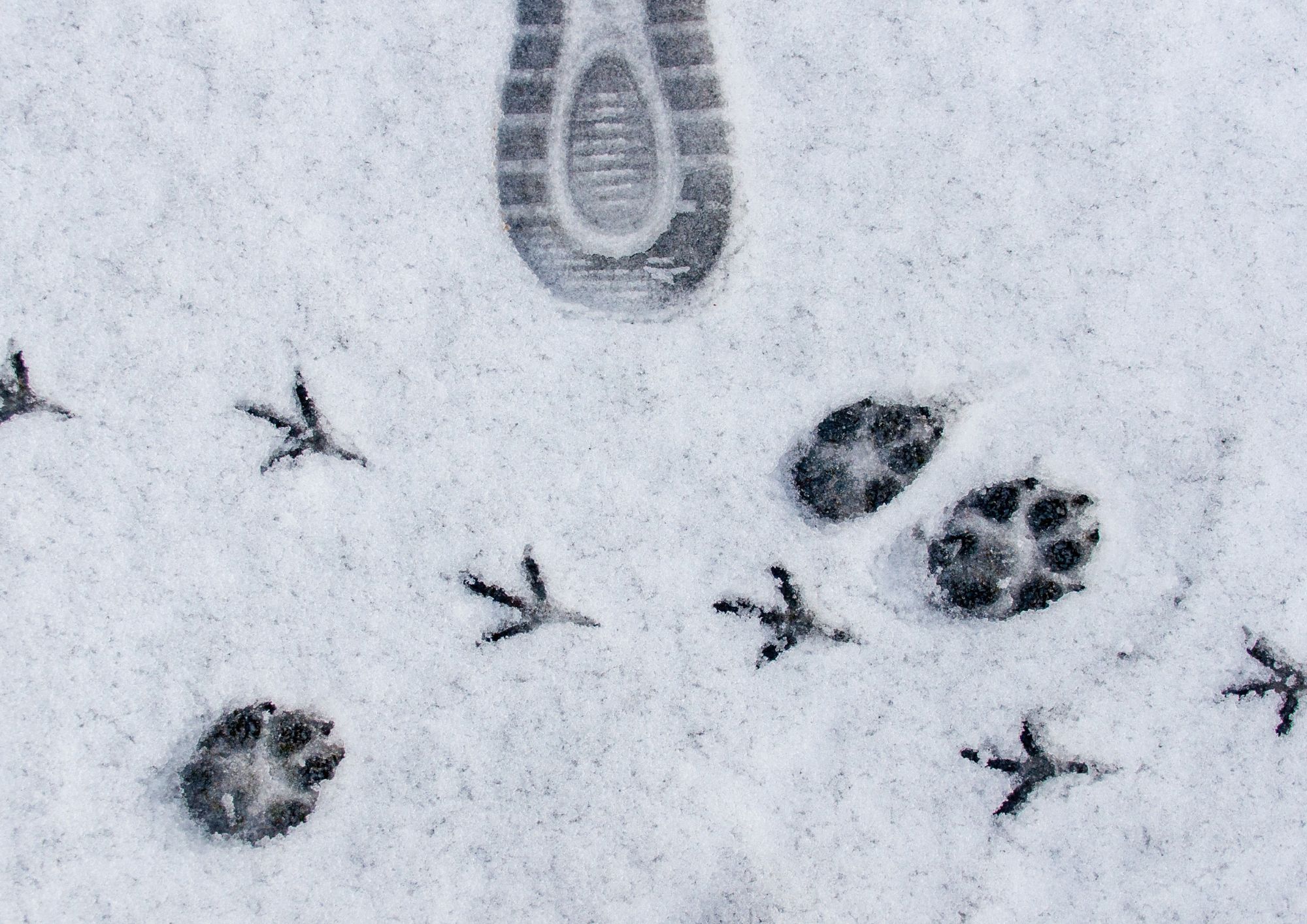 Animali selvatici e legge: cosa si può (e non si può) fare per aiutarli in inverno