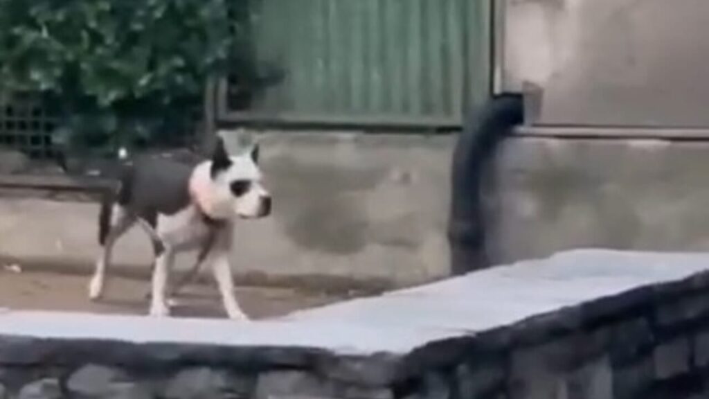 Pitbull aggredisce bimba di 2 anni: cane sequestrato, proprietaria verso la denuncia