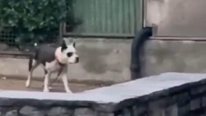 Pitbull aggredisce bimba di 2 anni: cane sequestrato, proprietaria verso la denuncia