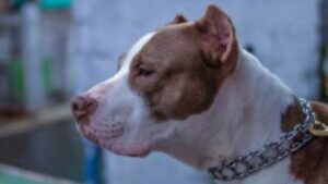 Bimba di due anni azzannata da un pitbull nella villa comunale di Salerno