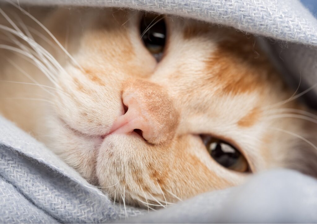 Salute: anche i gatti possono avere raffreddore e, raramente, influenza