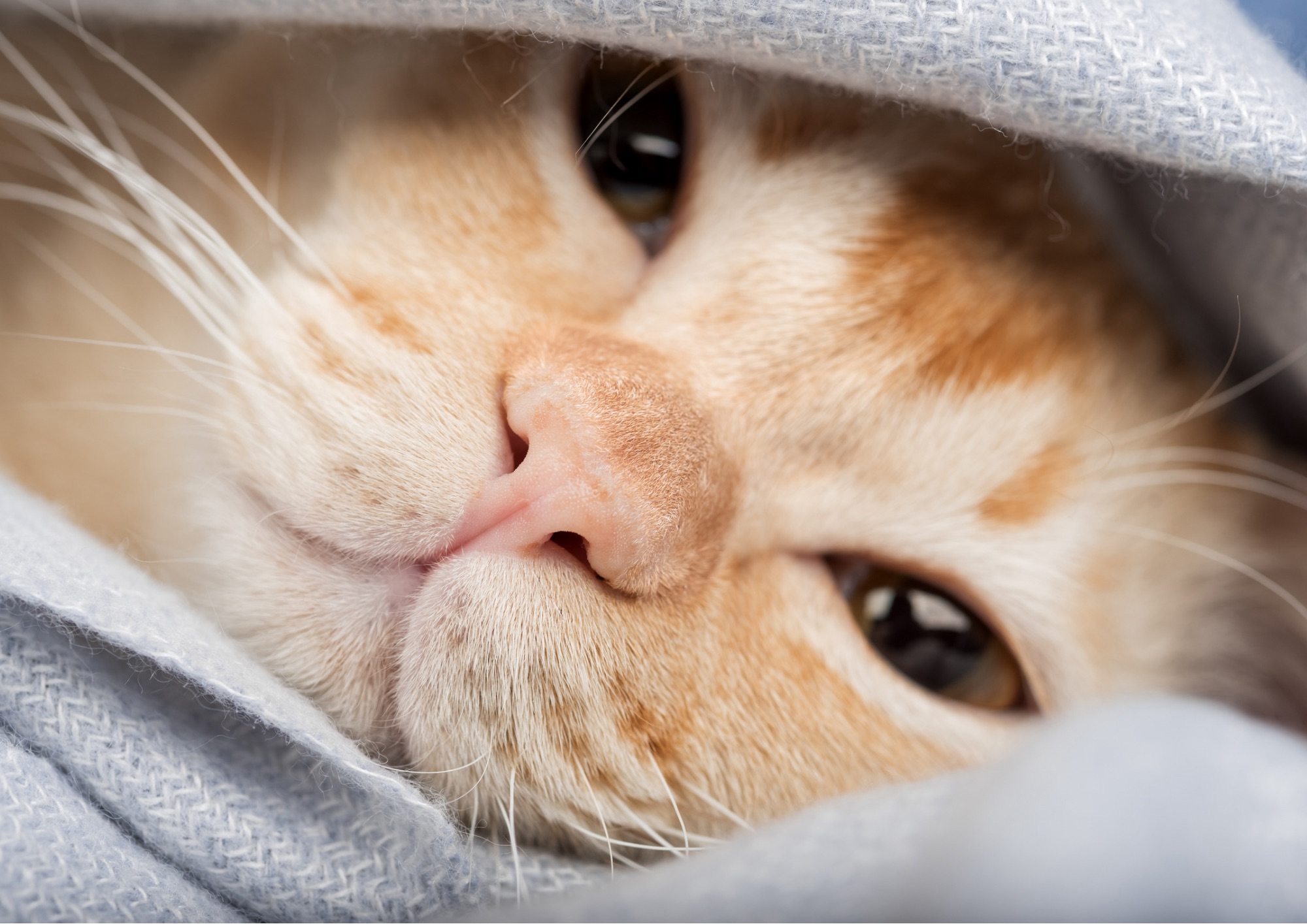 Salute: anche i gatti possono avere raffreddore e, raramente, influenza