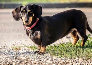 Sausage Walk a Napoli: bassotti e padroni invadono il centro città