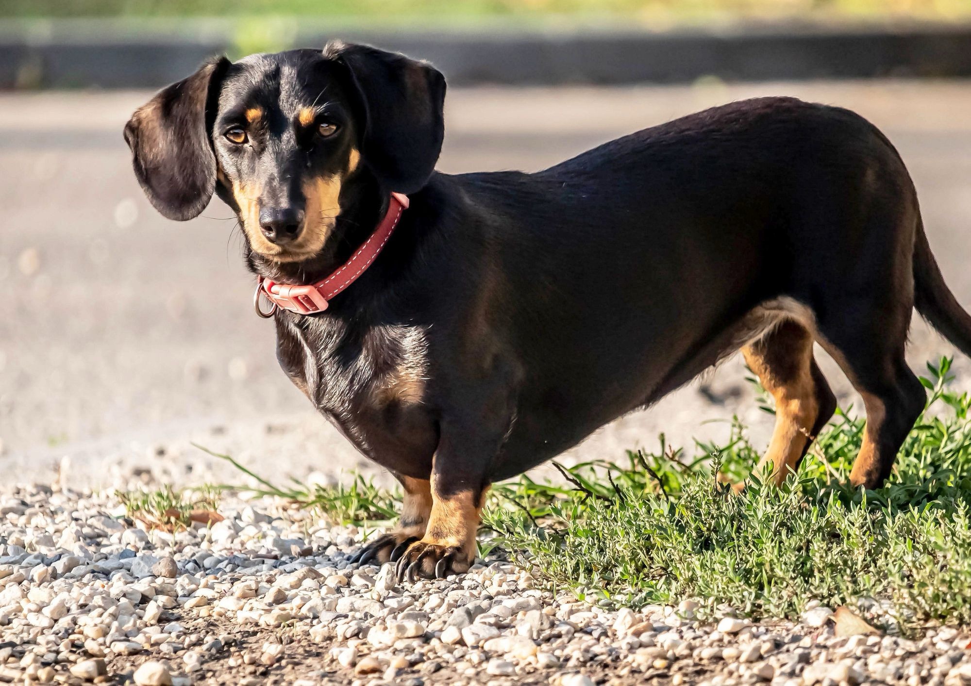 Sausage Walk a Napoli: bassotti e padroni invadono il centro città