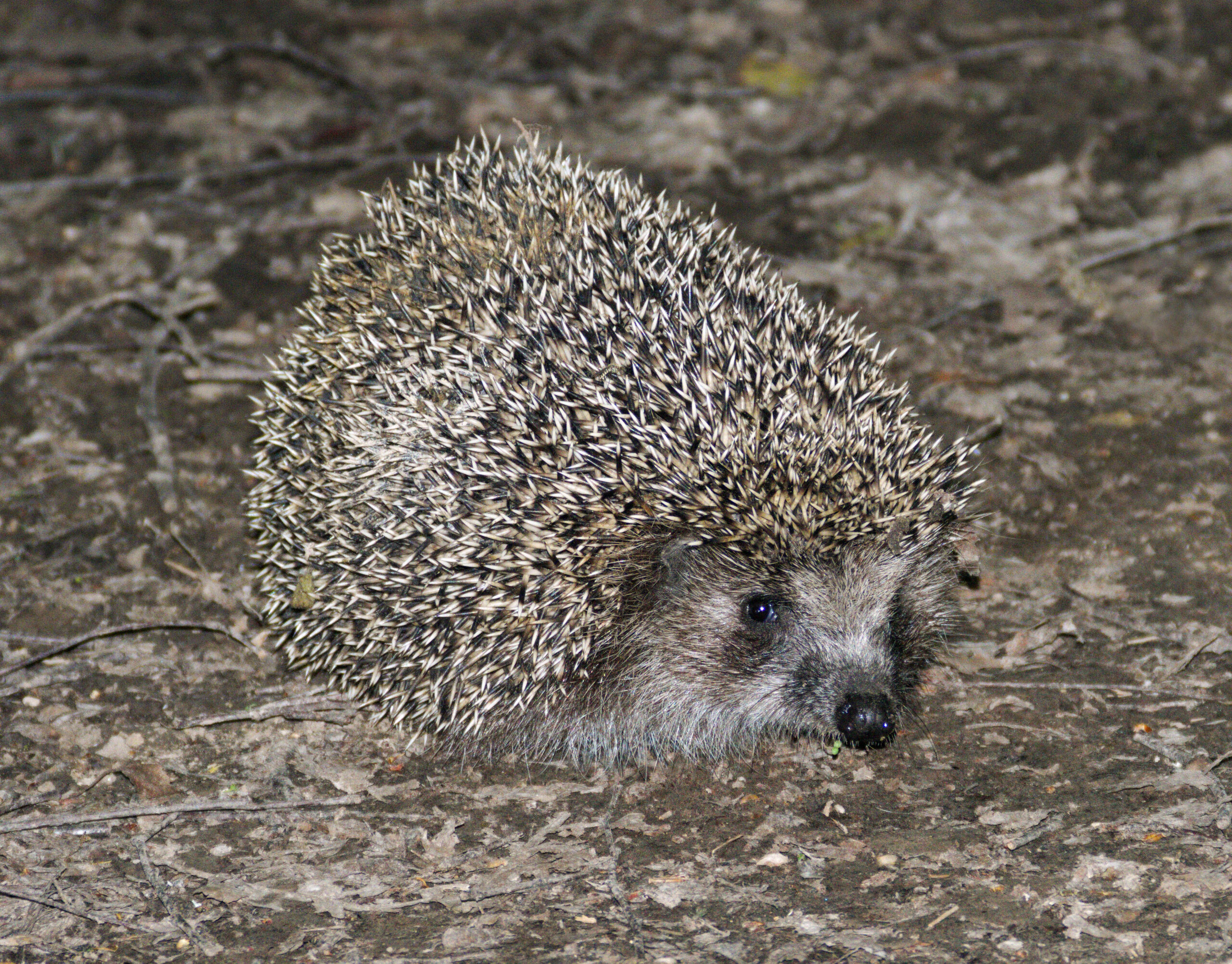 Animali che vanno in letargo d’inverno: chi dorme davvero e chi no