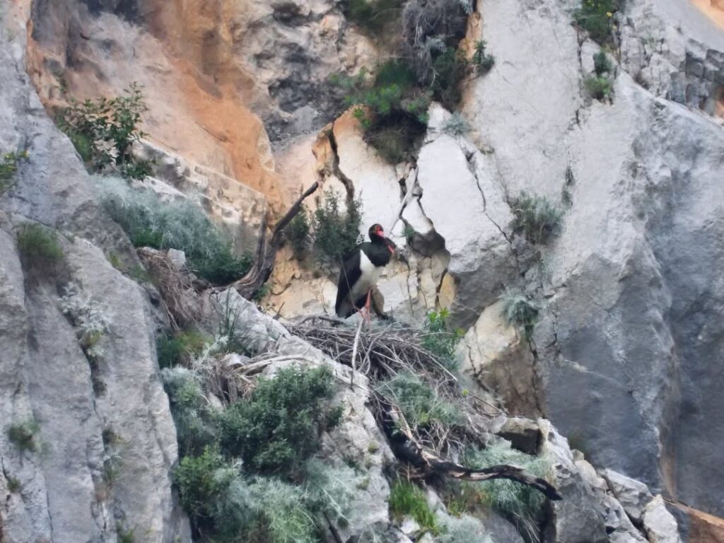 Cilento, la cicogna nera nidifica ancora nel Parco: terzo anno consecutivo tra Mingardo e aree protette