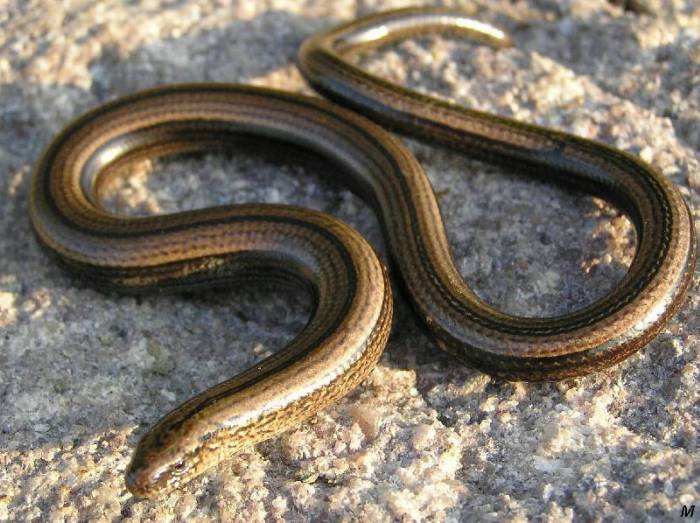 L’orbettino, la lucertola senza zampe spesso scambiata per serpente