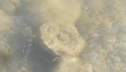 Centola, sospetto ordigno bellico alla foce del fiume Lambro: area interdetta