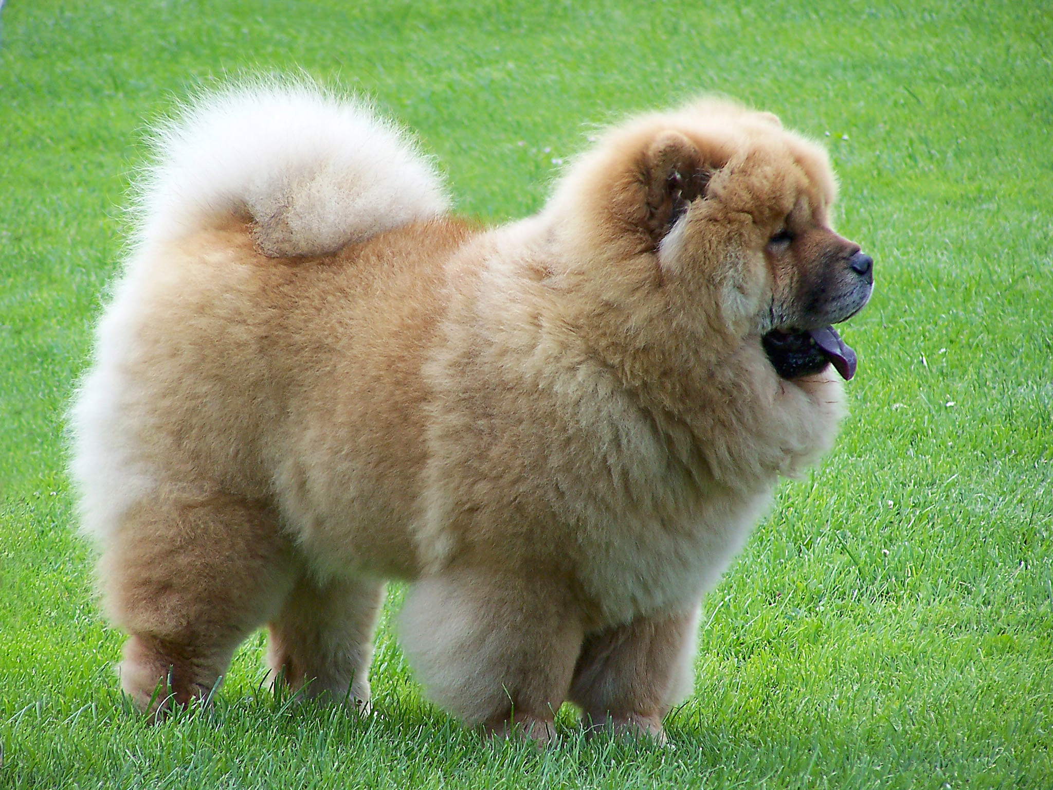 Chow Chow: il cane dal “cuore di leone”, storia, carattere e cure della razza cinese