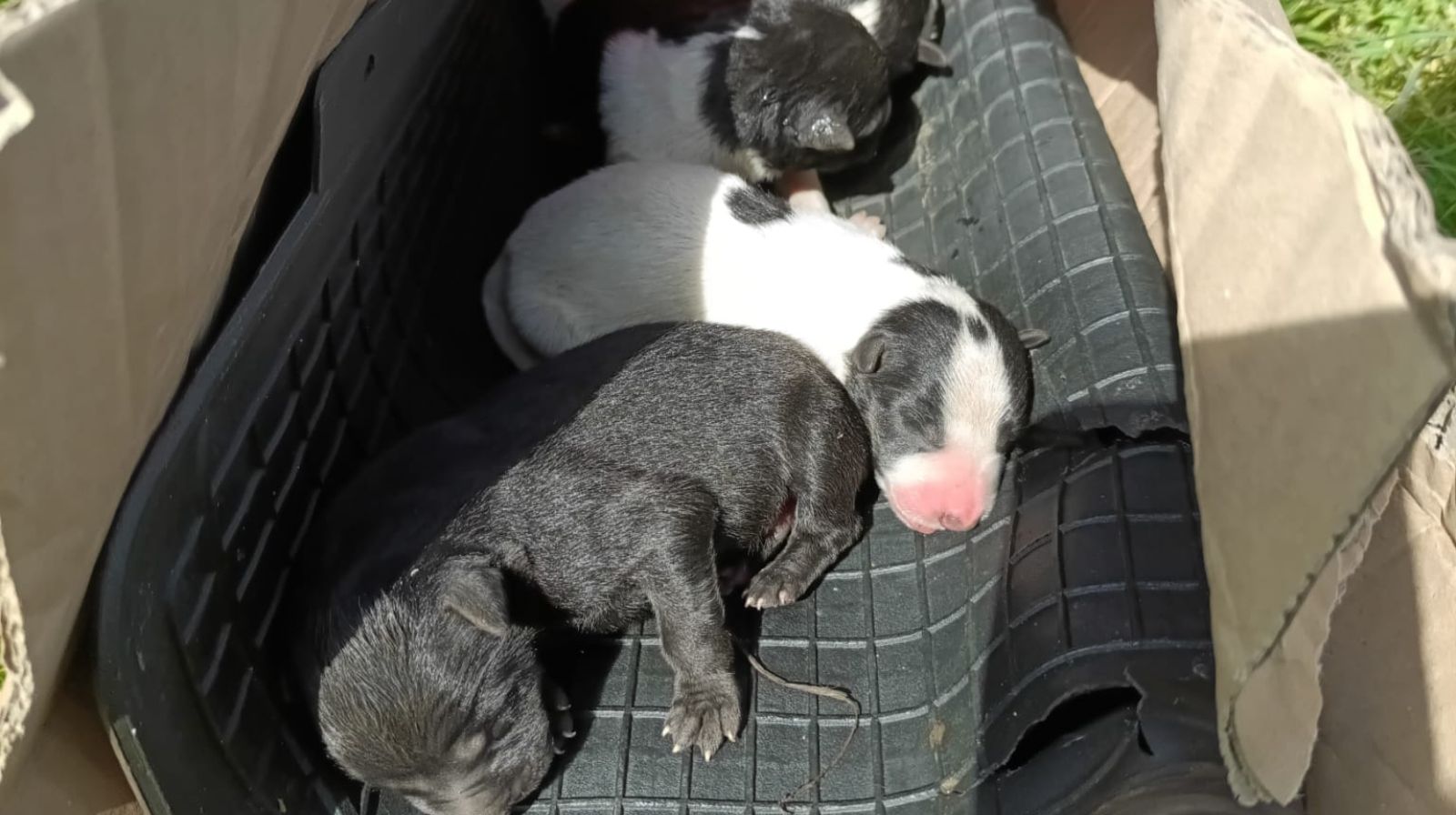 Cuccioli appena nati abbandonati a Polla, uno trovato morto: indagano i carabinieri forestali