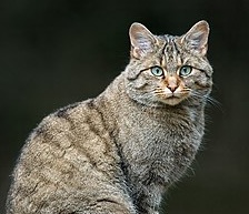 Il gatto selvatico europeo, tra i mammiferi più elusivi d’Italia: presenza rara e difficile da documentare