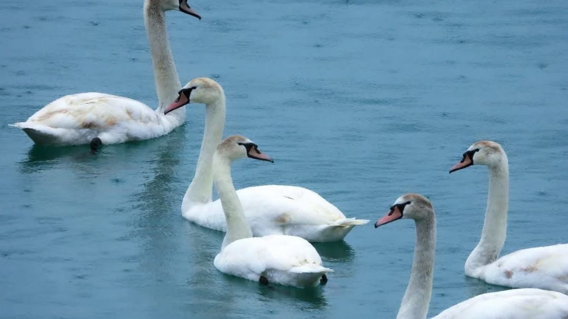 I cigni reali fanno tappa nel porto di Palinuro: gli scatti di Beatrice Bigu