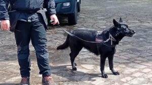 IC Castellabate, missione ambiente per gli alunni con l’agente speciale a 4 zampe Kuba