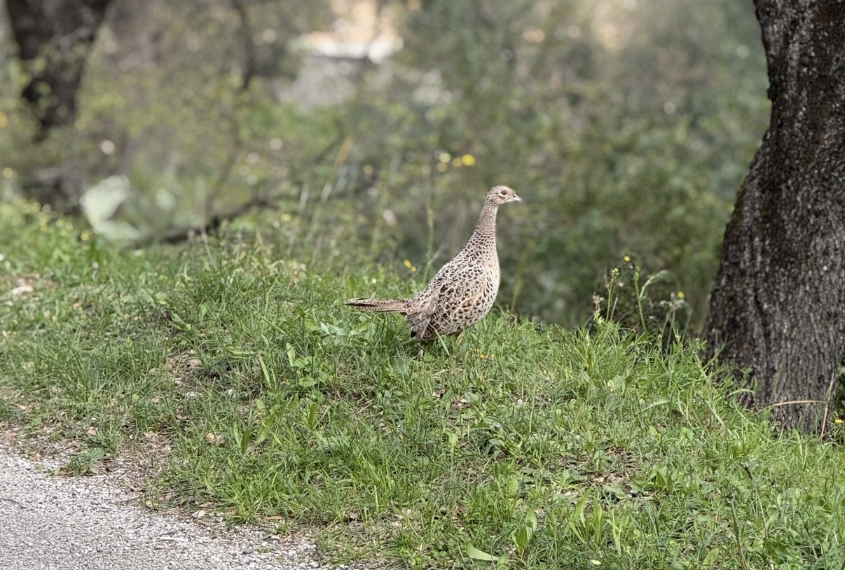 La fagiana femmina: eleganza discreta tra i boschi e i campi
