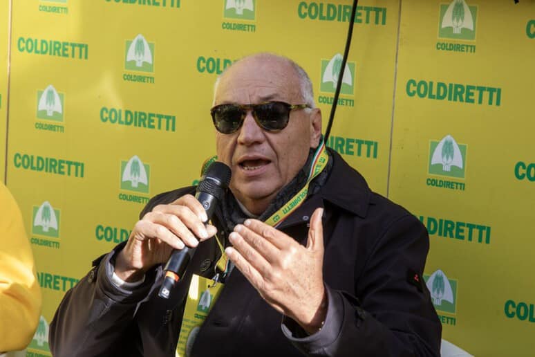 Olio tunisino, l’Europa frena le importazioni: tutela per gli olivicoltori italiani