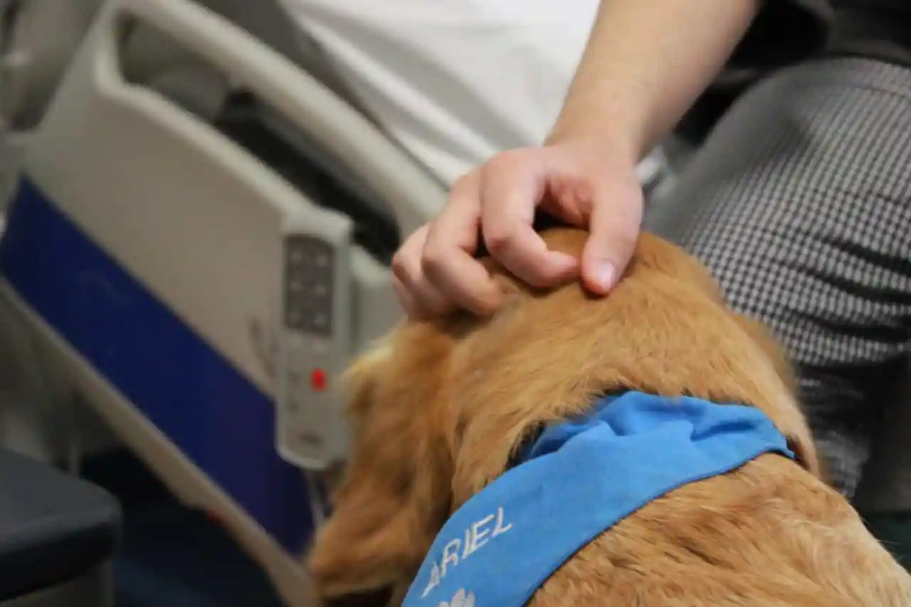 Pet therapy negli ospedali, quando gli animali aiutano la cura dei pazienti