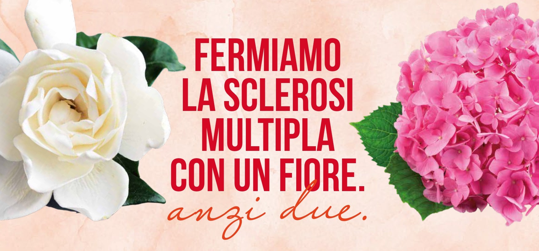 Caselle in Pittari si colora di solidarietà: torna la “Gardenia di AISM” per la lotta alla sclerosi multipla