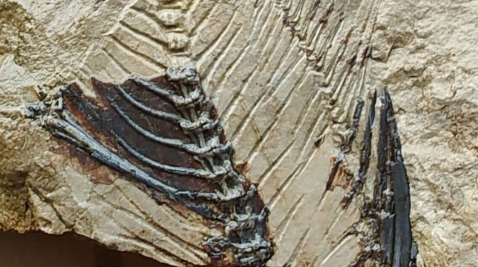 Monte San Giacomo, rinvenuto un fossile marino: il reperto al Museo di Sala Consilina