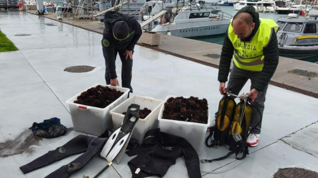 Pesca di frodo sul lungomare di Salerno: sequestrati 2.500 ricci di mare