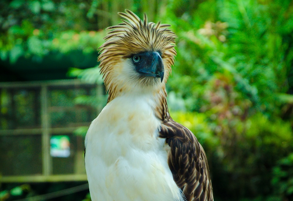 Aquila delle Filippine e altri rapaci: i predatori alati più affascinanti del pianeta