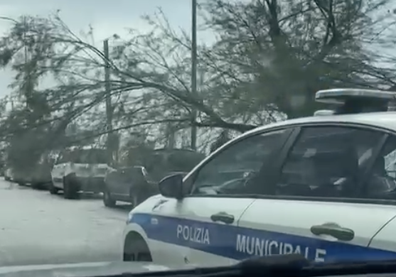 Vento forte, albero cade sul lungomare di  Salerno: Polizia Municipale sul posto
