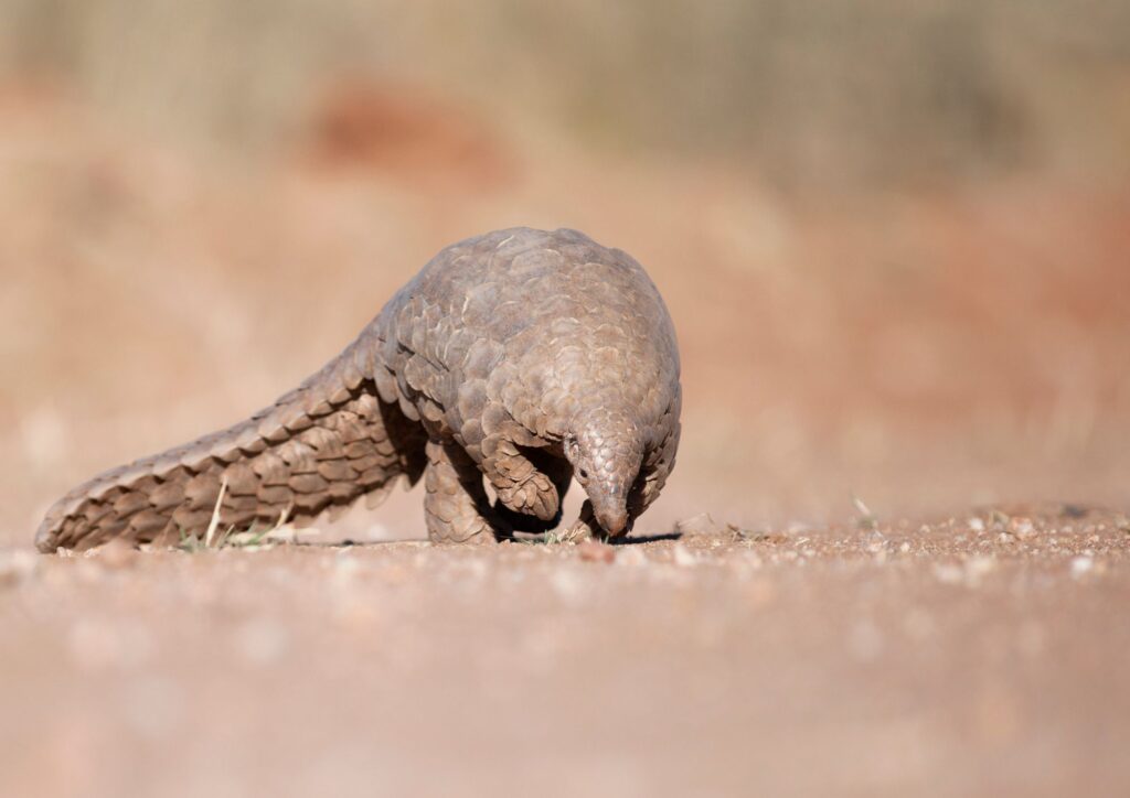 Pangolino, il mammifero più trafficato al mondo che rischia l’estinzione