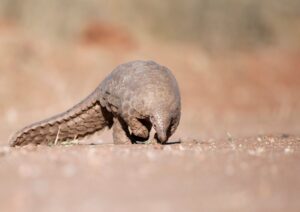 Pangolino, il mammifero più trafficato al mondo che rischia l’estinzione