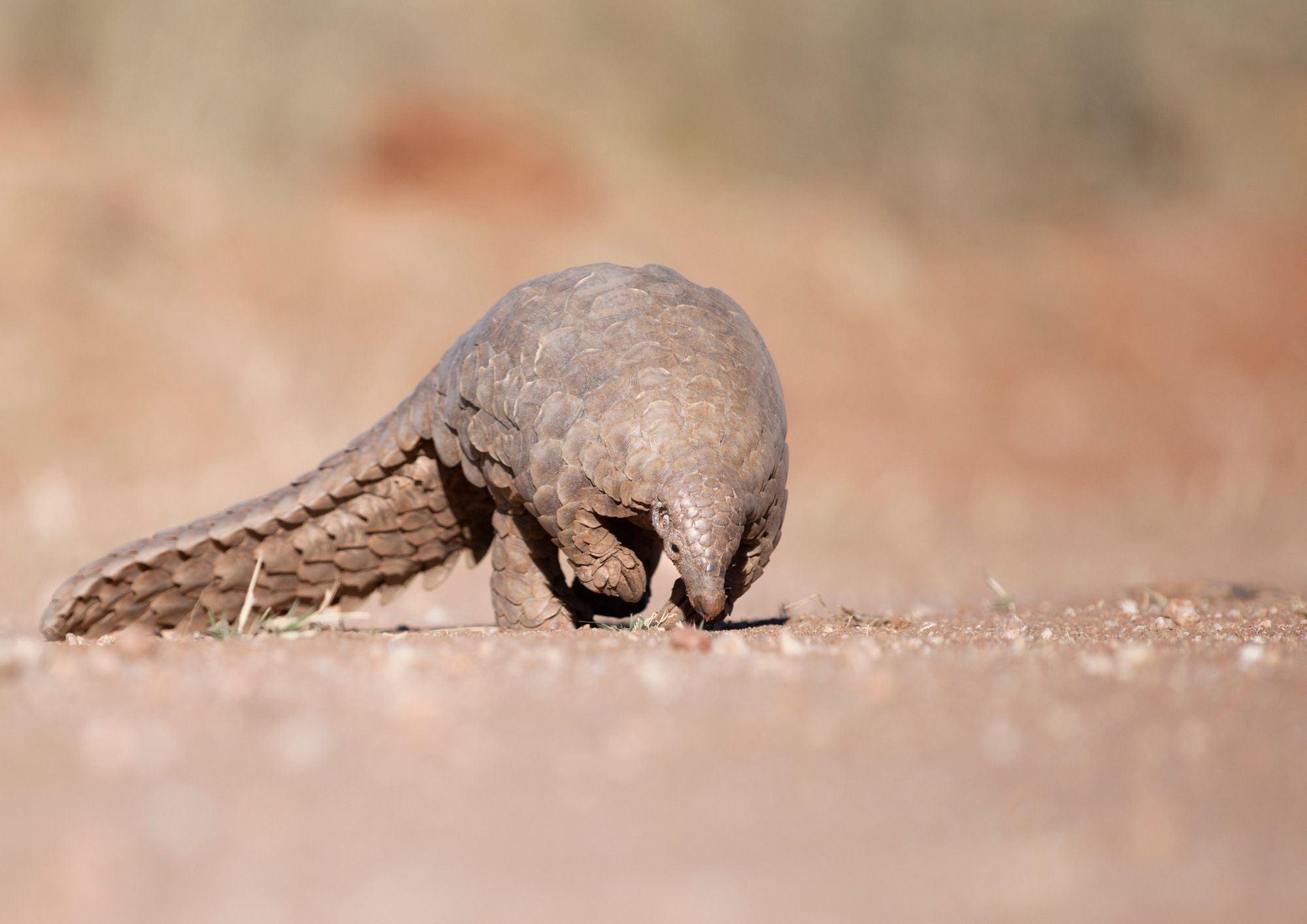 Pangolino, il mammifero più trafficato al mondo che rischia l’estinzione