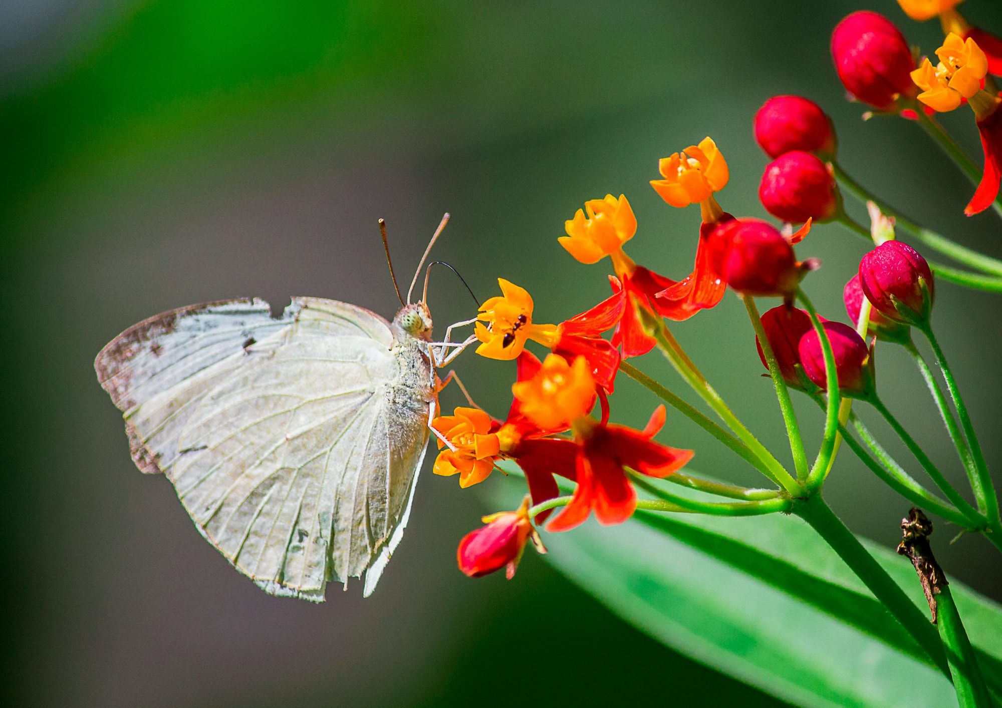 Quali animali annunciano la primavera: dalle rondini alle farfalle, i protagonisti del risveglio della natura